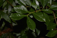 Psidium cattleyanum