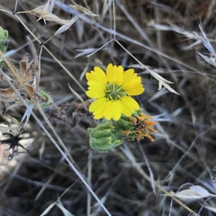 Deinandra corymbosa