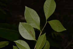 Psidium cattleyanum