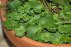 Cymbalaria muralis