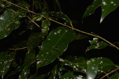 Syzygium floribundum
