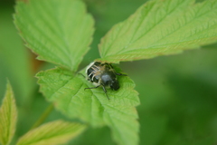 Trichiotinus assimilis