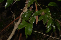 Syzygium floribundum