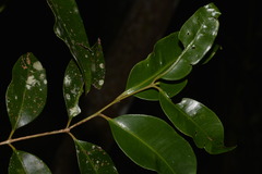Syzygium floribundum