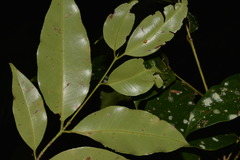 Syzygium floribundum