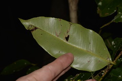 Syzygium floribundum