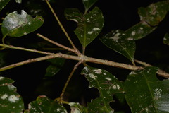 Syzygium floribundum
