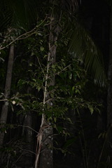 Syzygium floribundum