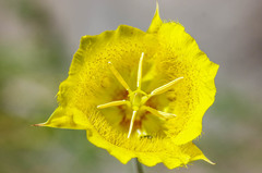 Calochortus weedii