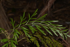 Grevillea robusta