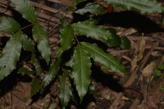 Alectryon subcinereus