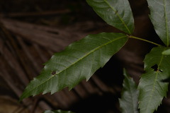 Alectryon subcinereus