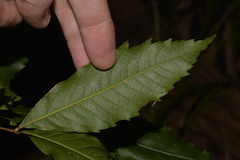 Alectryon subcinereus