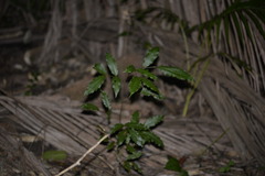 Alectryon subcinereus