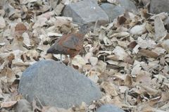 Galloperdix lunulata