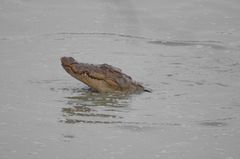 Crocodylus palustris