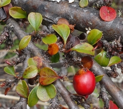 Cotoneaster rotundifolius