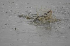 Crocodylus palustris