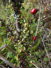 Cotoneaster rotundifolius