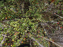 Cotoneaster rotundifolius