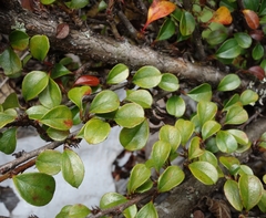 Cotoneaster rotundifolius