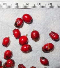 Cotoneaster rotundifolius