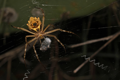 Argiope blanda