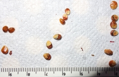 Cotoneaster rotundifolius