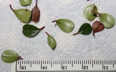 Cotoneaster rotundifolius