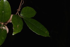 Tetrastigma nitens