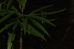 Hibiscus heterophyllus