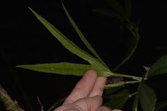 Hibiscus heterophyllus