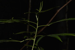 Hibiscus heterophyllus
