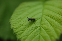 Hylaeus annulatus