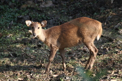 Axis porcinus