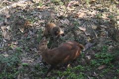 Axis porcinus