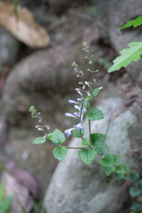 Scutellaria tashiroi