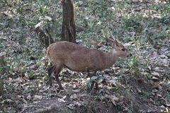 Axis porcinus