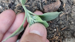 Heliotropium ellipticum
