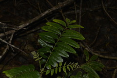 Dysoxylum mollissimum
