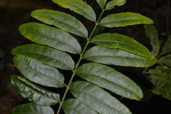 Dysoxylum mollissimum