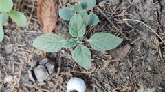 Heliotropium ellipticum