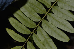 Dysoxylum mollissimum
