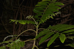 Dysoxylum mollissimum