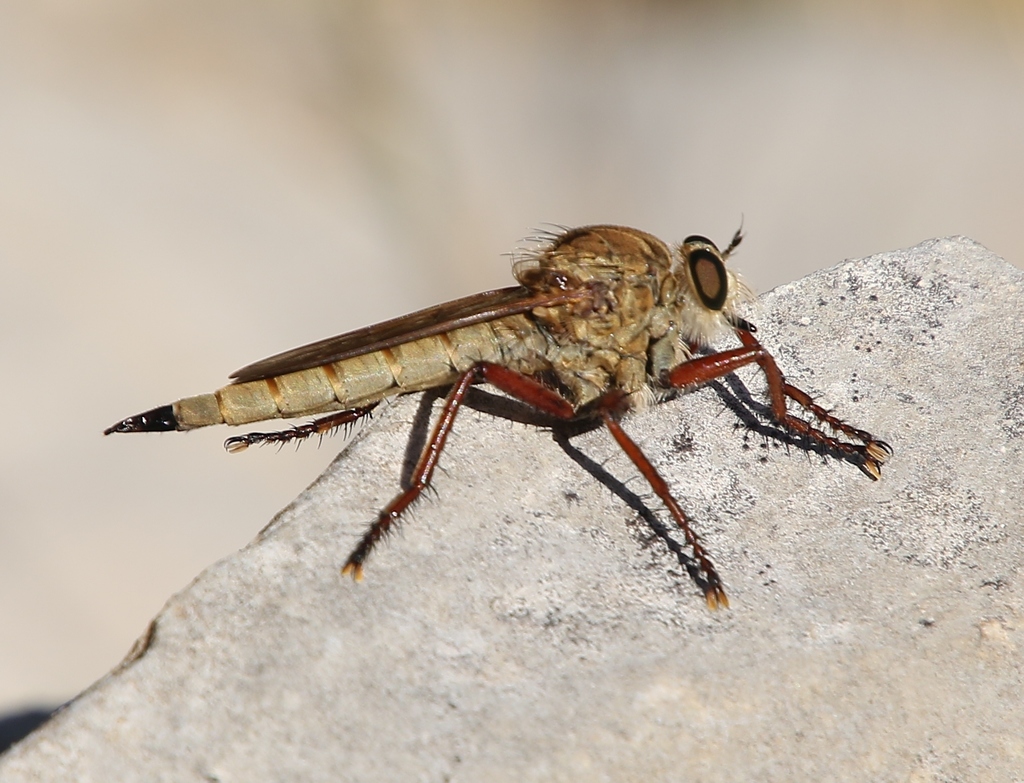 Engelepogon