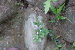 Scutellaria tashiroi