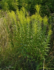 Solidago canadensis
