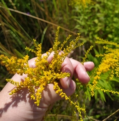 Solidago canadensis