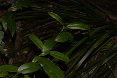 Baloghia inophylla