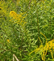 Solidago canadensis